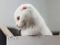 Шотландские котята, фотография 2