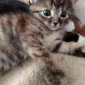 Отдам котят в хорошие руки, фотография 2