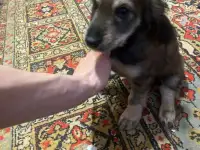 !!СРОЧНО!! отдаю щенка, фотография 2