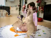 Французский бульдог девочка, фотография 6