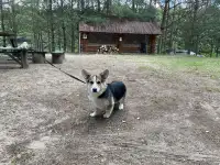Продам собаку