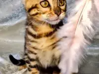 Бенгальские котята, фотография 6