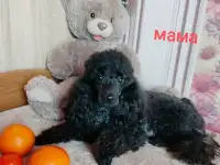 Пудель, фотография 7