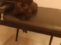 Котята в дар, фотография 5