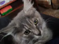 Котят в дар, фотография 10
