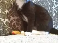 Котёнок ВАСИЛЕК ищет дом, фотография 3