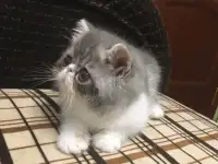 Экзотические короткошёрстные котята, фотография 2