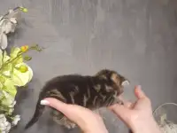 котята шотландские (страйт,фолд), фотография 3
