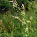 Овсяница луговая (Festuca pratensis), фотография 2