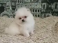 Померанский шпиц
