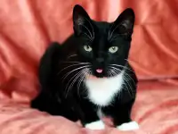 Котик в дар