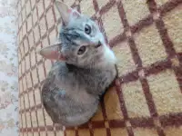 Котята, фотография 1