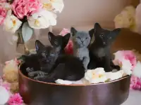 Котята европейской бурмы, фотография 2
