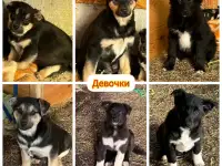 ЩЕНКИ С КЛАДБИЩА В ДАР, ИЩУТ ДОМА!, фотография 4