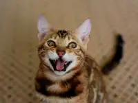Бенгальские котята из питомника: котик -2, фотография 4
