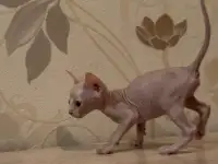 Котята канадского сфинкса браш, резинка, бархат, фотография 3