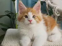 Котенок мейн кун из питомника, фотография 5