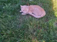 Котенок в добрые руки, фотография 4