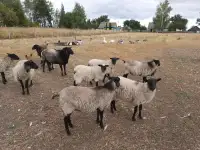 Овцы и бараны романовской породы