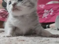 Шатландские котята, фотография 2