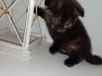 Шотландские котята, фотография 7
