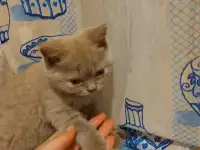 Кошечка шотландка