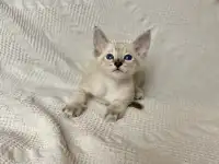 Котята породы петерболд, фотография 3