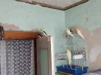 Семейство домашних кореллок, фотография 3