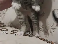 котята в хорошие руки