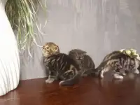 котята шотландские (страйт,фолд), фотография 5