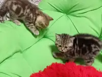 Котята британцы, фотография 7