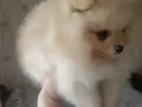 Померанский шпиц