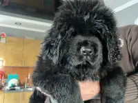 Щенки, фотография 7