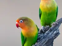 Попугайчики оптом разные., фотография 3