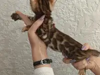 Бенгальские котята, фотография 6