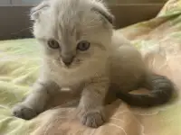 Шотландские вислоухие котята, фотография 2