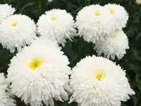 Многолетние цветы, фотография 10