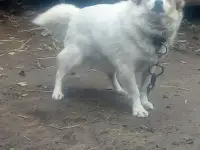 Собаки, фотография 2
