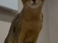 Абиссинский котёнок, девочка, фотография 3