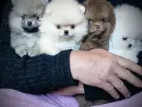 Померанский шпиц, щенки. Мини мишки., фотография 6