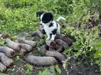 Чихуахуа щенок, фотография 5