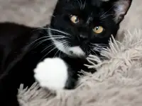 Котик в добрые руки, фотография 3