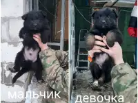 Щенки немецкой овчарки, фотография 5
