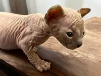 Котята канадского сфинкса, фотография 2