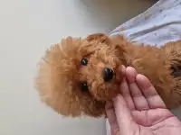 Продажа  пуделей, фотография 10