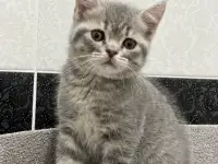 Шотландские котята, фотография 5