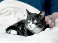 Котятки в дар, фотография 3