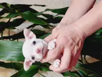 Мини чихуахуп, фотография 7