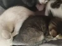 Отдам котят, фотография 3