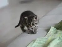 Шотладнские  вислоухие Скотиш страйт, фотография 6